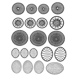 Rolling Mill Pattern, Diatoms (5” X 7”) by RMR